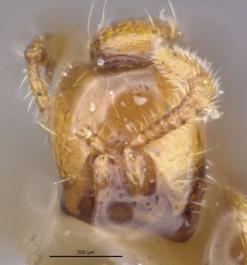 Media type: image;   Entomology 20276 Aspect: head frontal